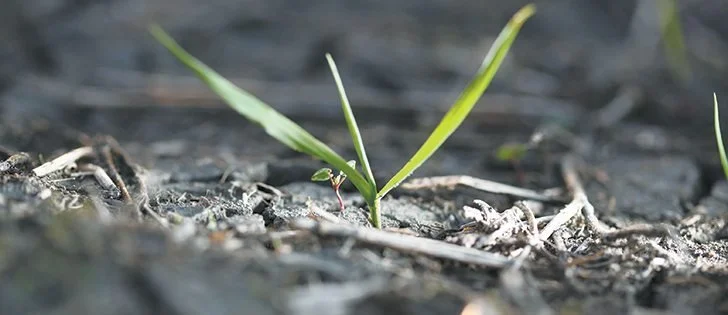 Seed Treatments