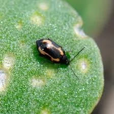 Insecticides