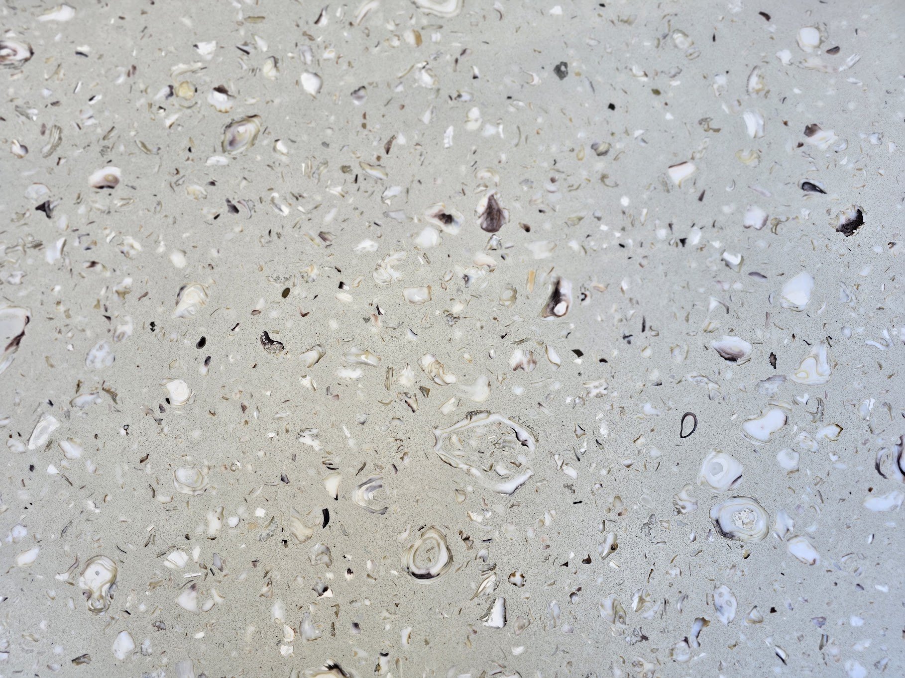 White and gray shell aggregate revealed in Calhoun Shellstone