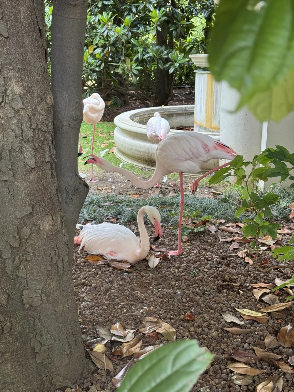 Close view of pink flamingos resting beneath trees in the Villa Invernizzi garden in Milan
