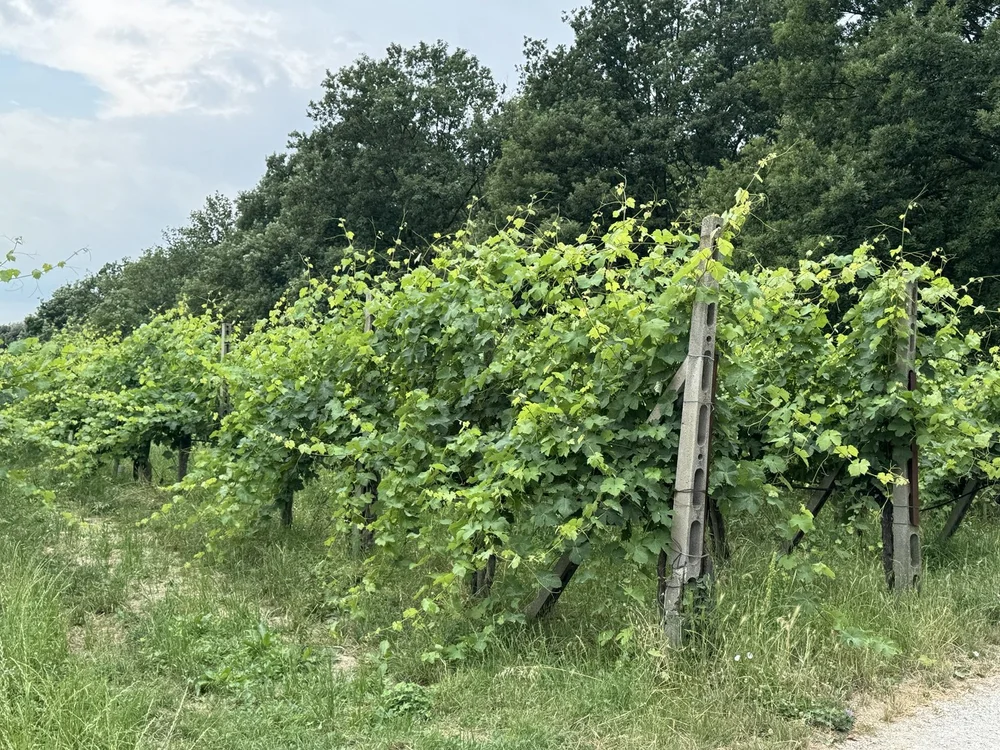 Rows of grapevines at Selva Capuzza winery in Lombardy, Italy