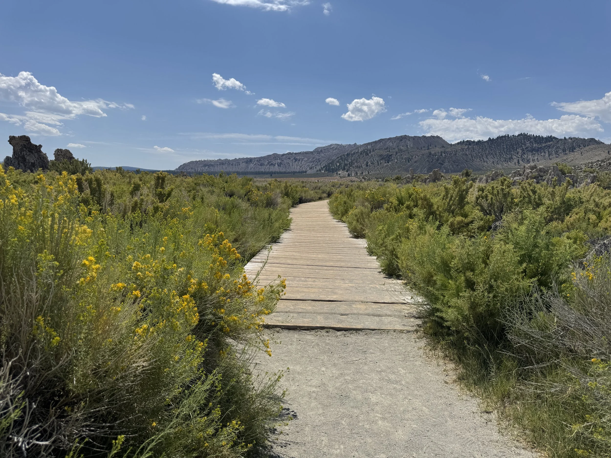 Wooden boardwalk along the South Tufa interpretive trail surrounded by desert shrubs and yellow wildflowers.