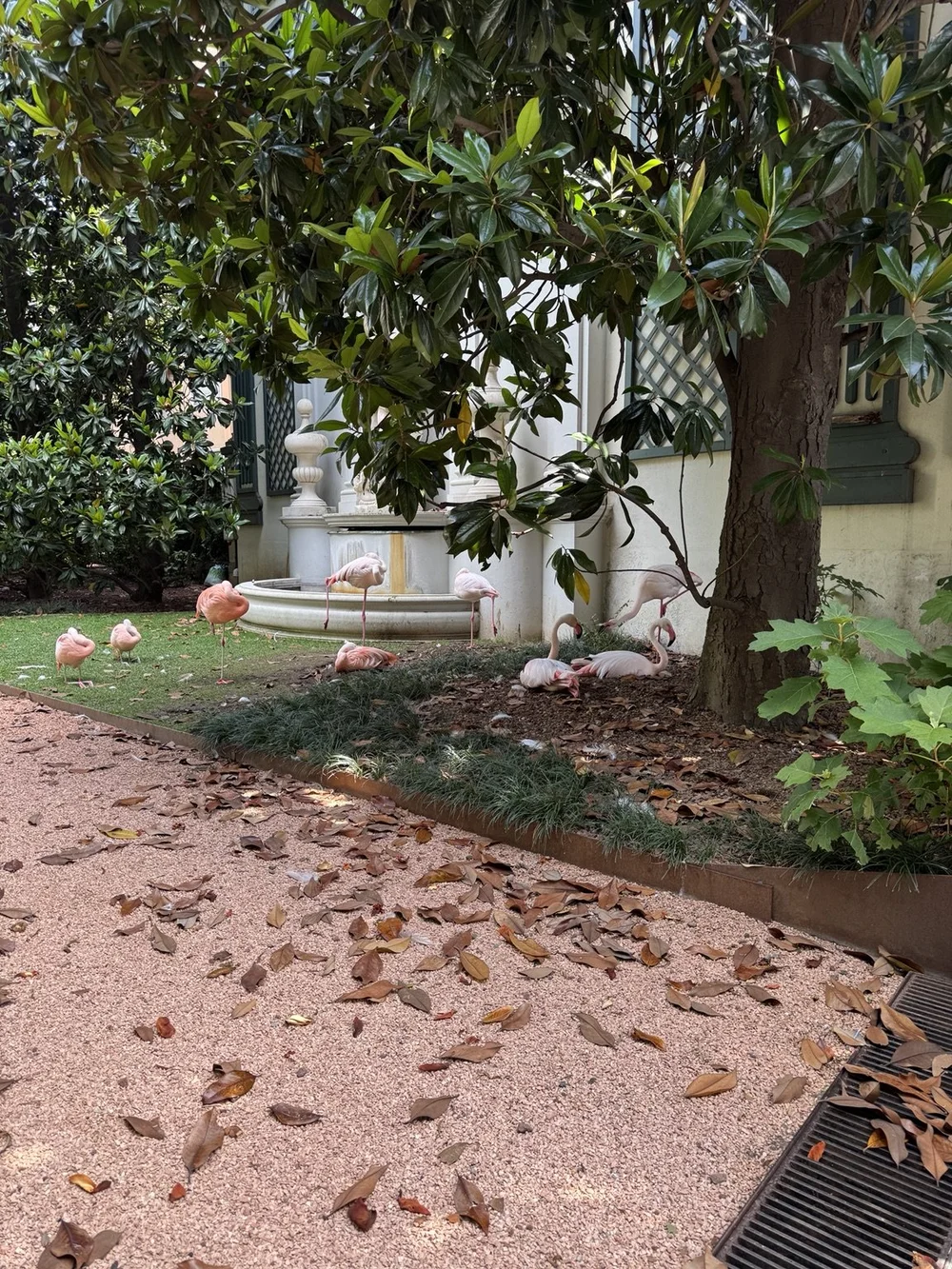 Pink flamingo colony beside a garden fountain at Villa Invernizzi in Milan, Italy