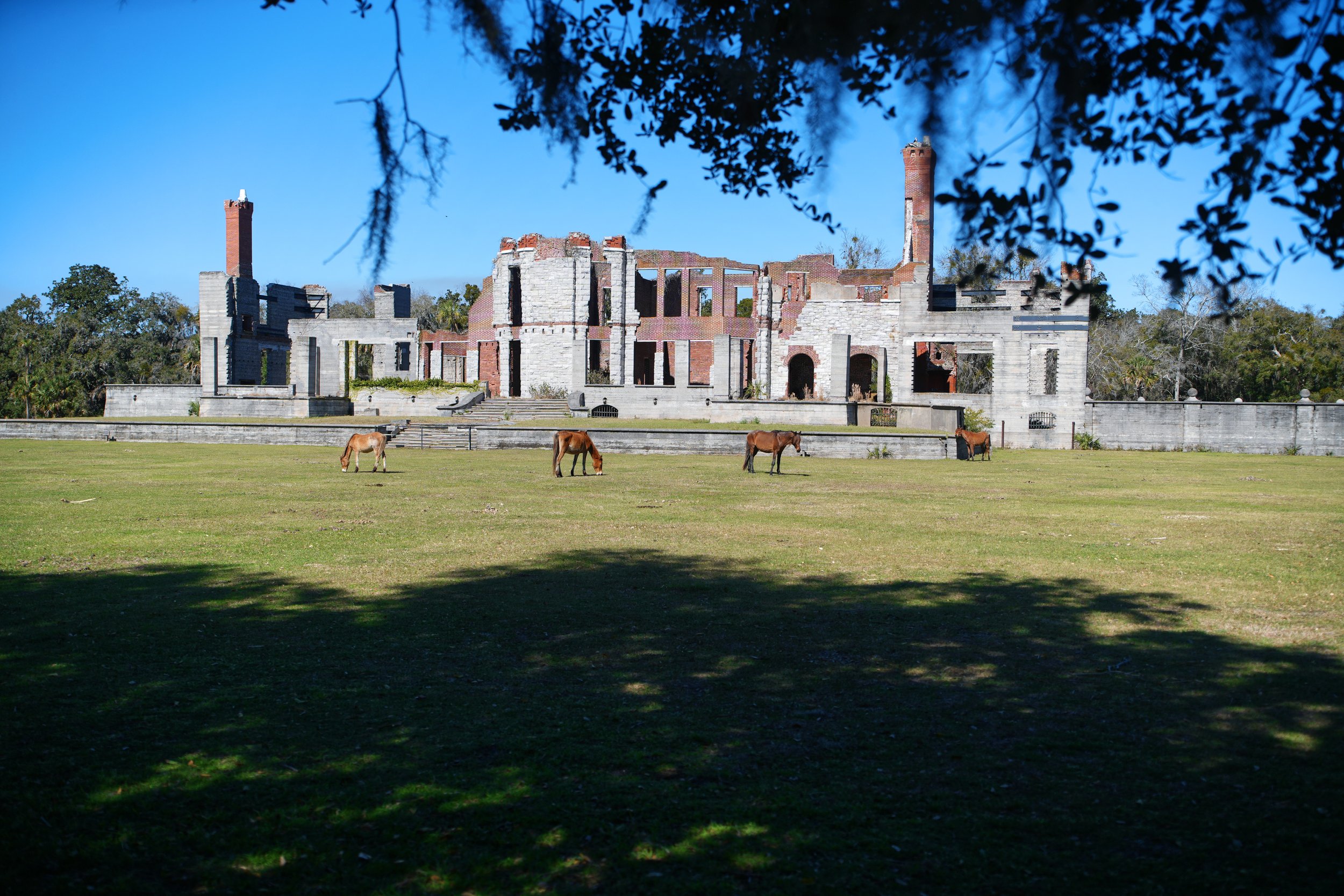 Cumberland Island wild horses