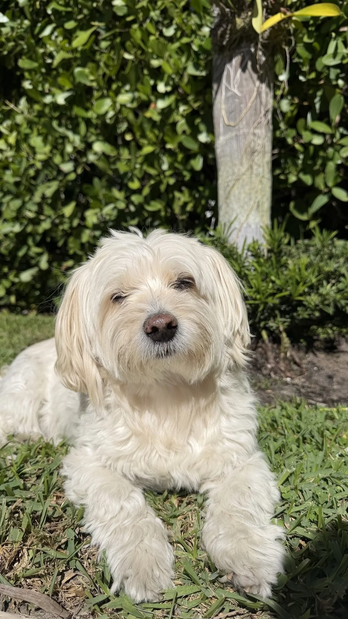 Tucker, a small white dog