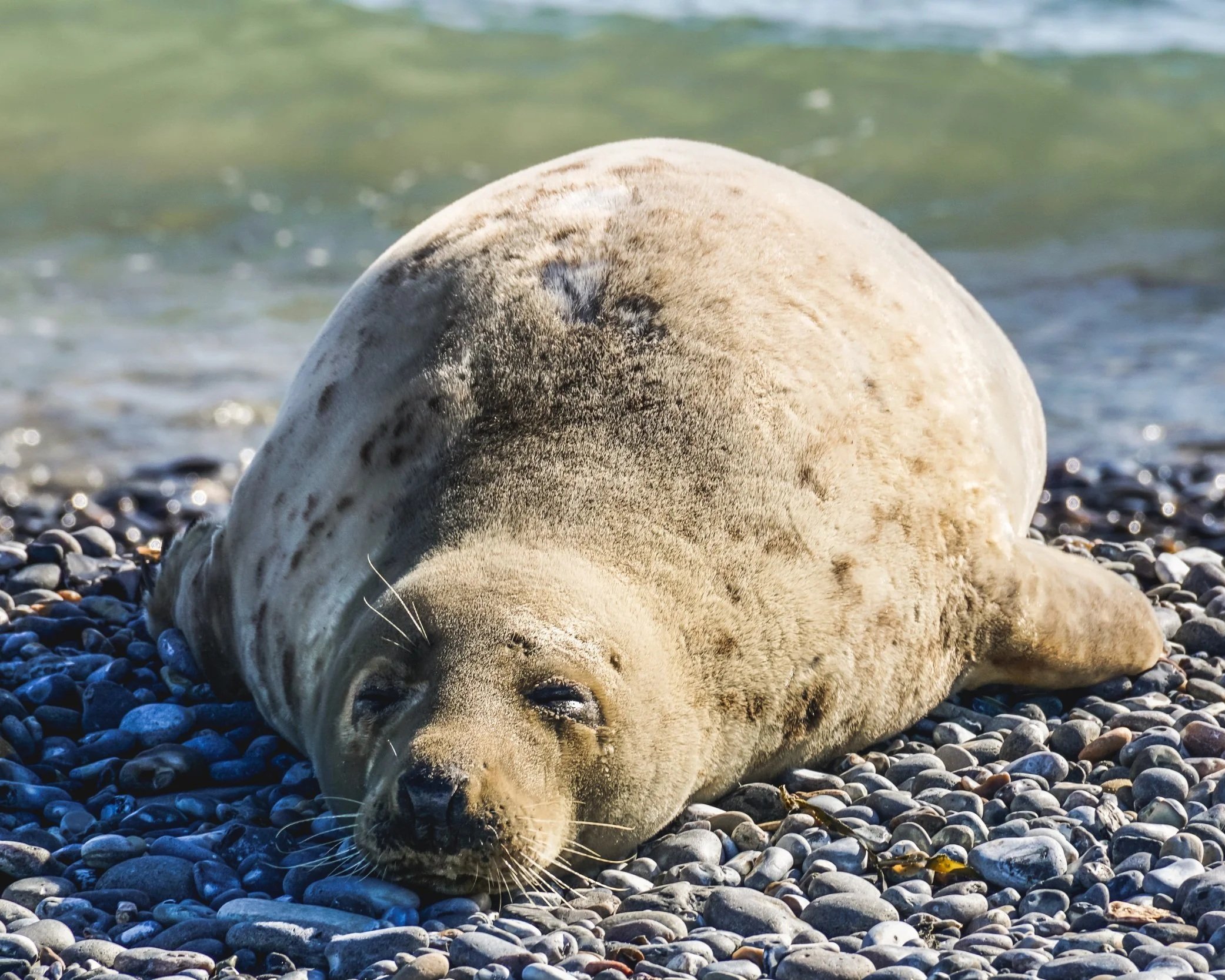 Seal tour