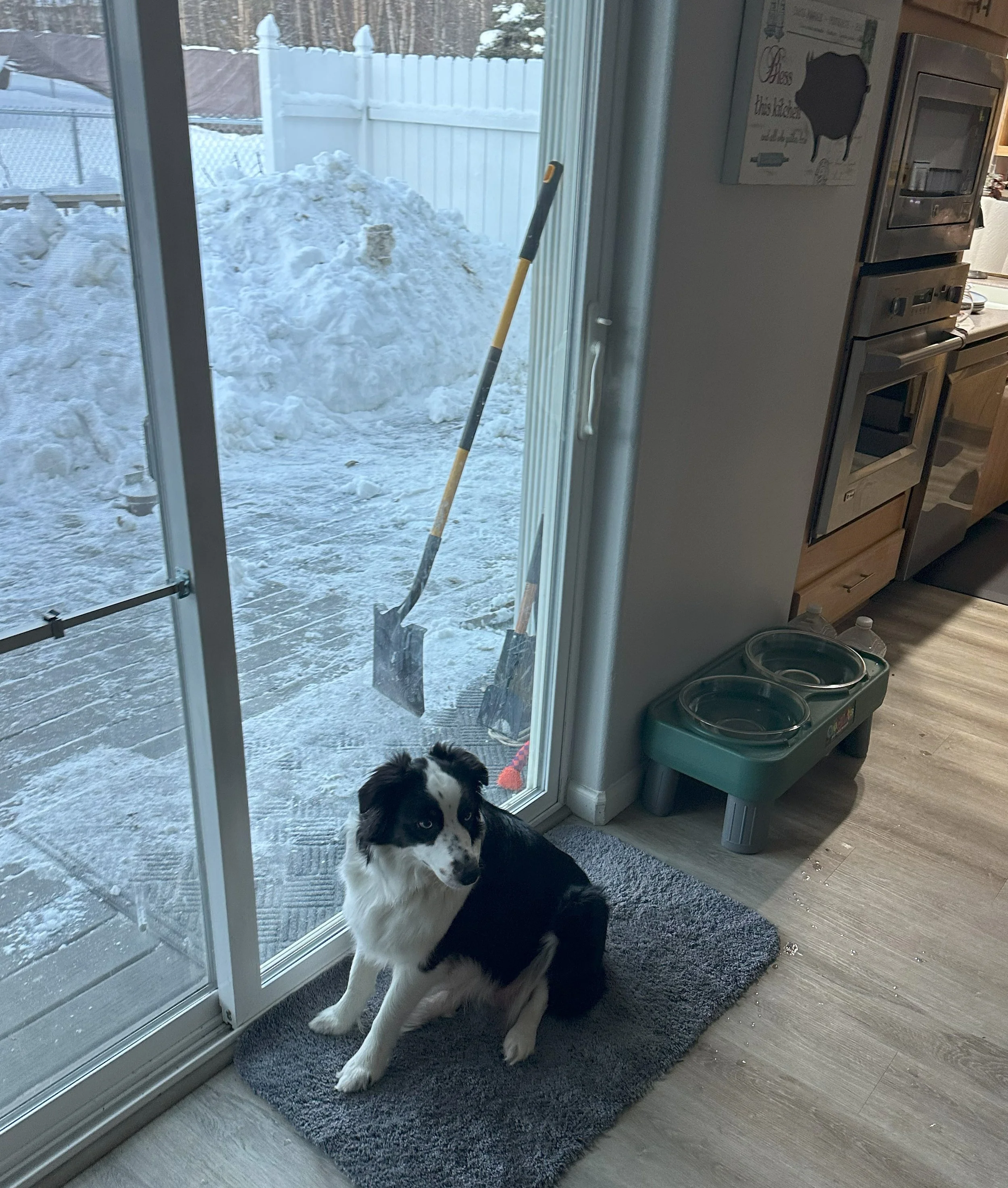 Little Donna — Black Tri (F)