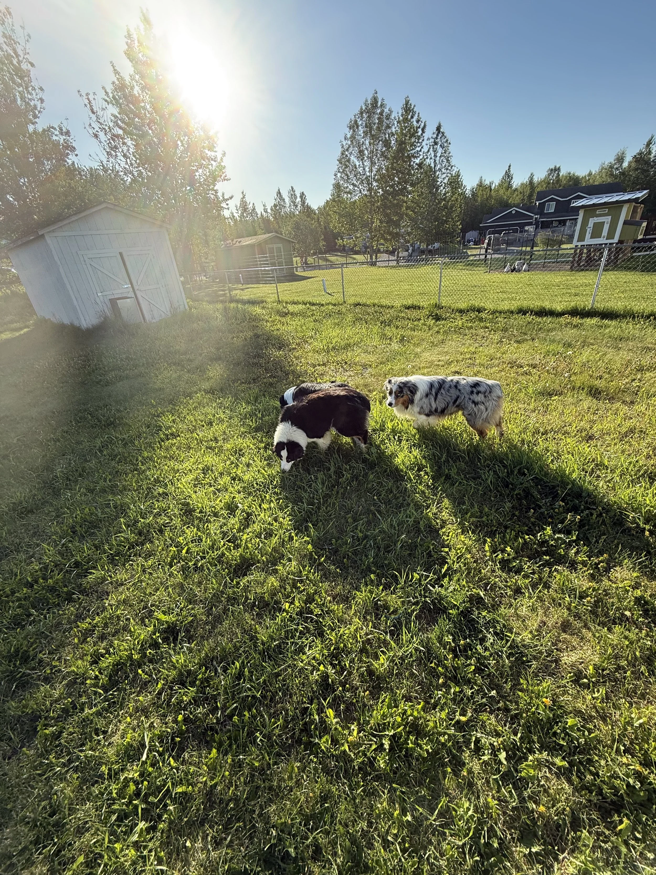 Trouble — Black (F)