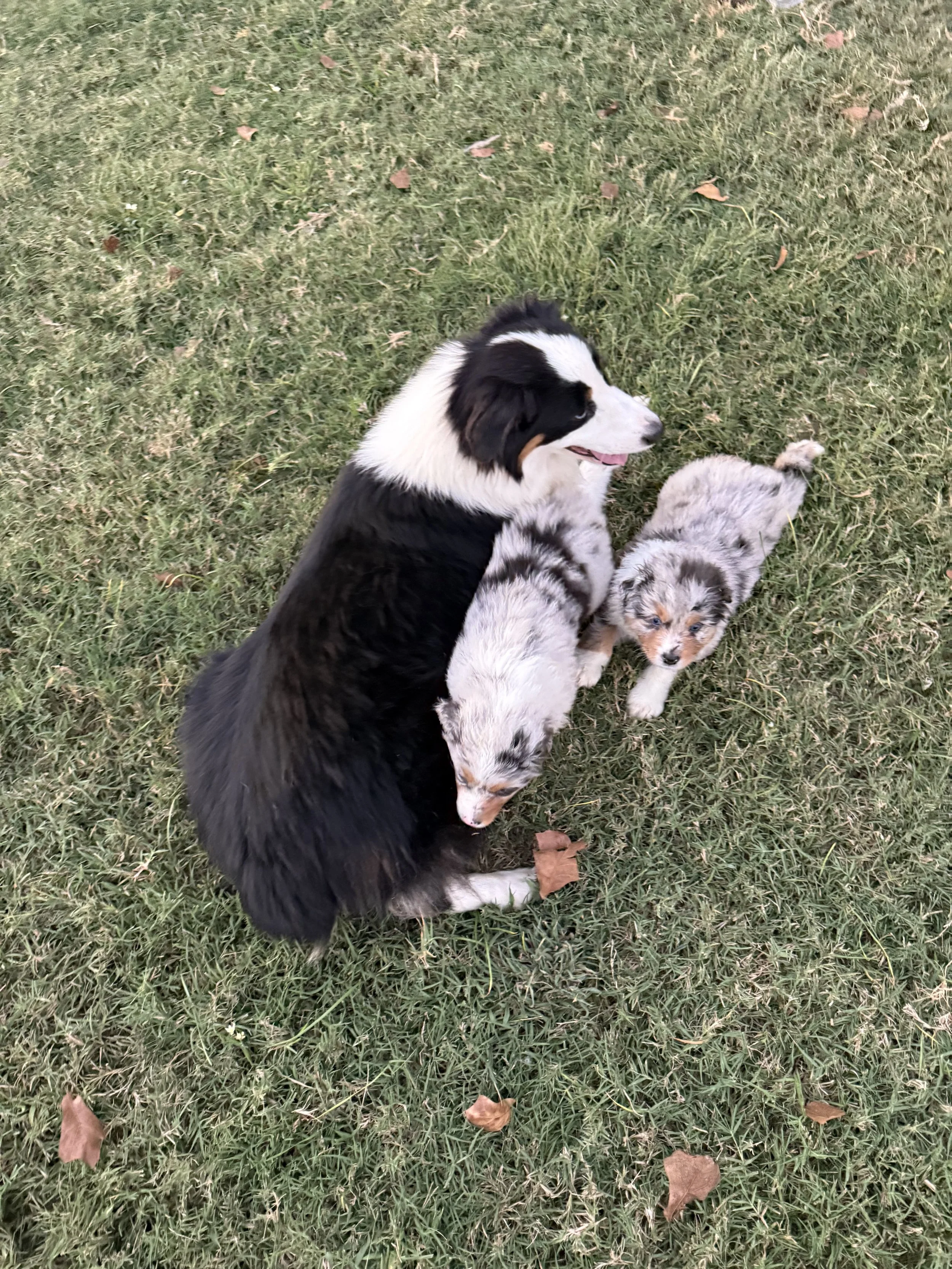 Little Chahta Nashoba “Trouble” — Black (F)