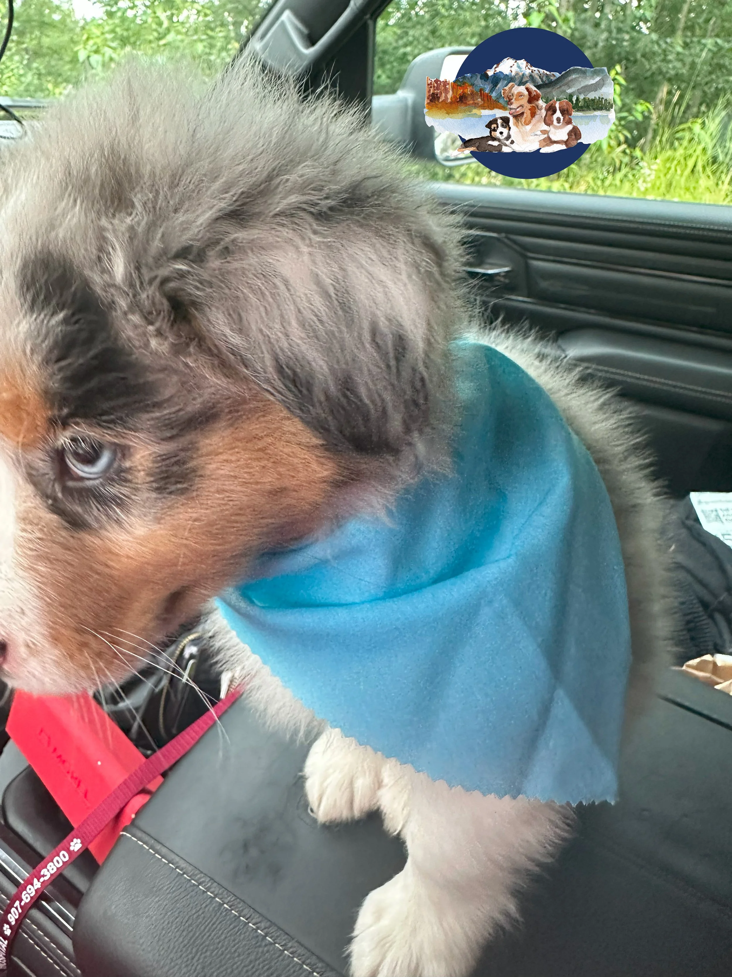 Blue merle sire — profile