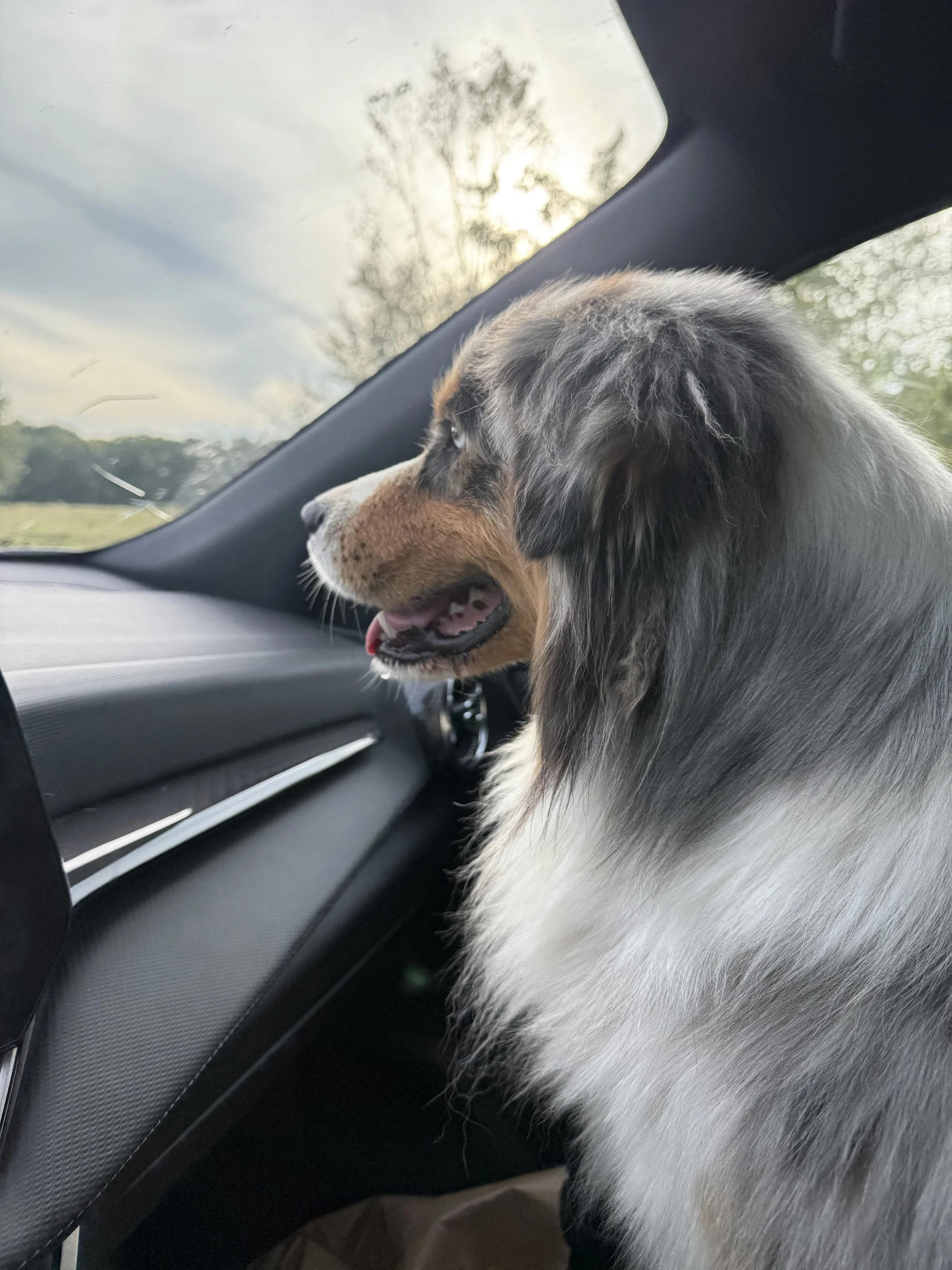 WFD Boots — Blue Merle (M)