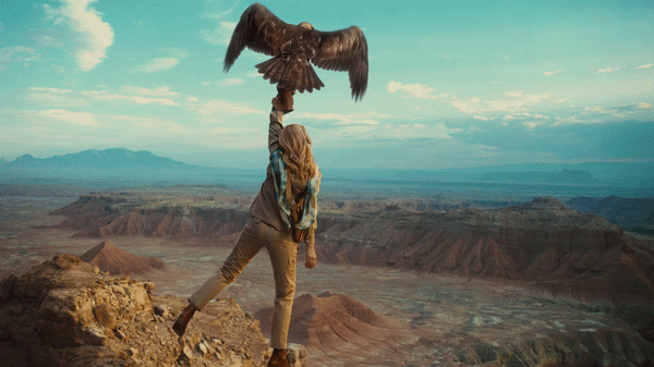 The Zebra — "Falconer