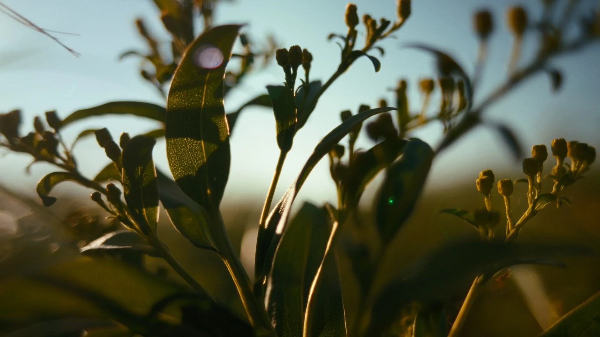 Man running up sand dune on Prince Edward Island from tourism commercial
