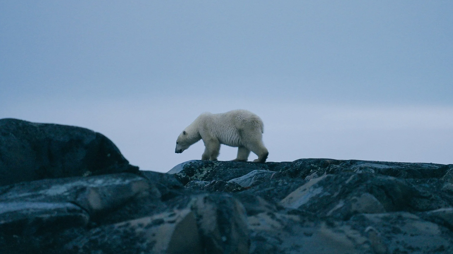 Mark Klassen Toronto Director of Photography Trade Secret feature documentary film production