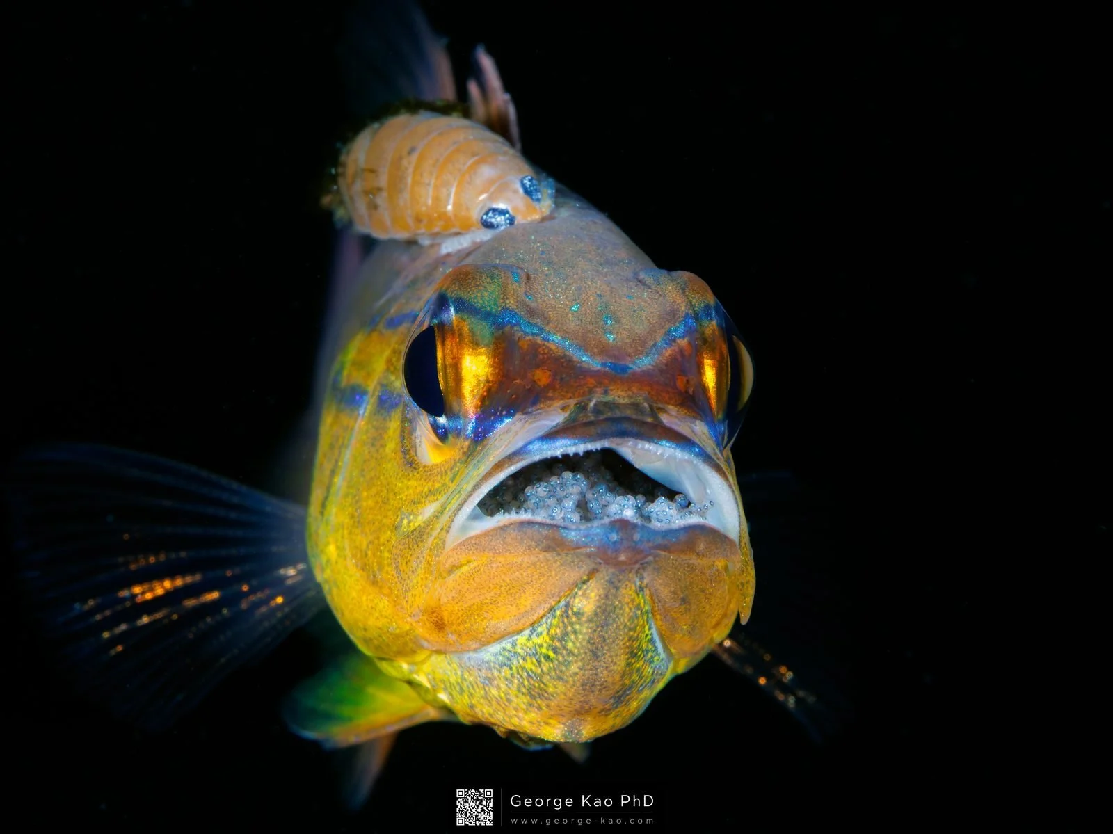 Cardinal Fish with eggs and parasites — male brooding while parasitised