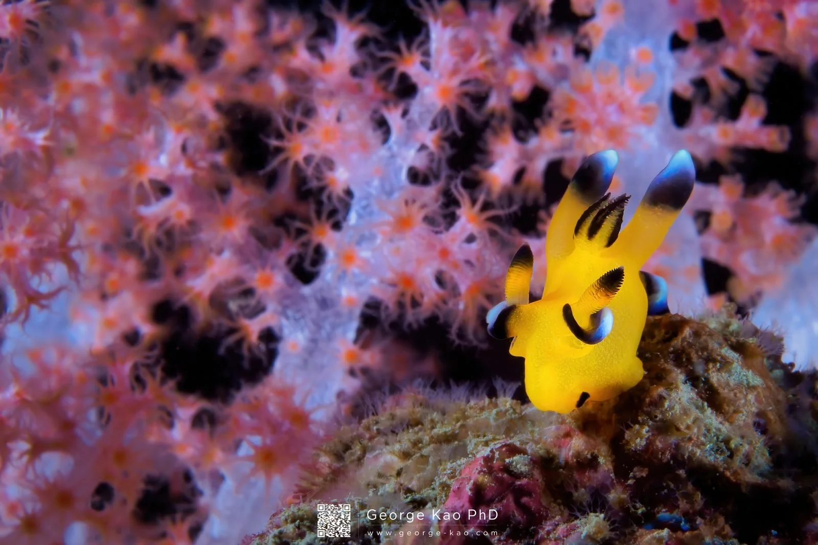 Pikachu and Sakura — a Pikachu nudibranch among coral sakura branches