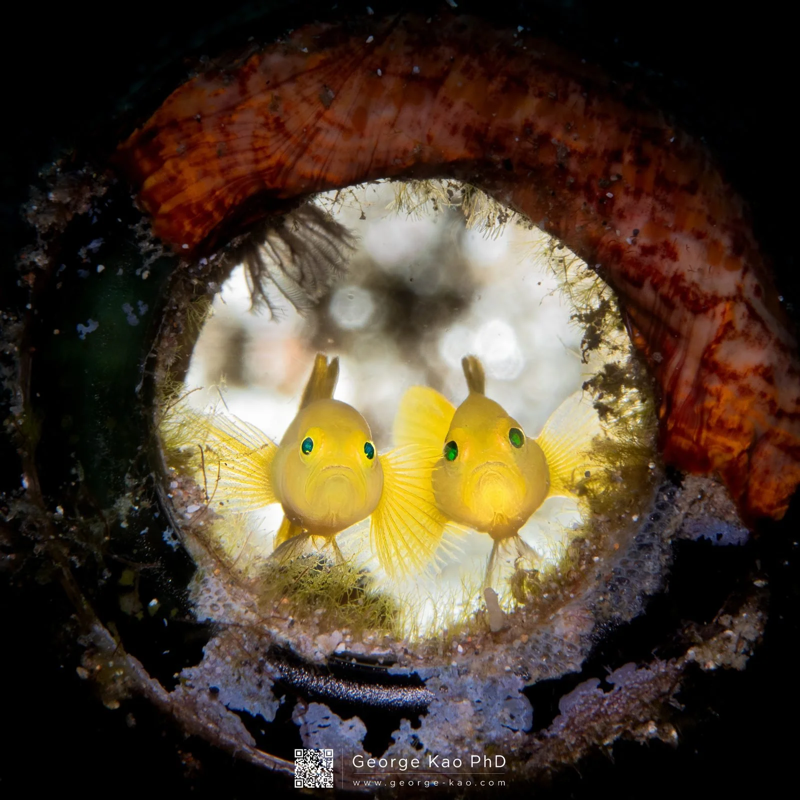 Yellow Gobies — paired yellow goby duet
