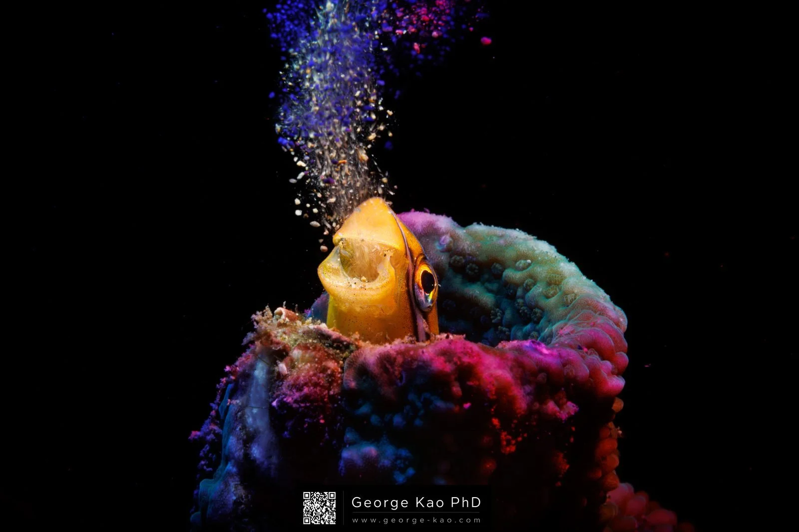 Rainbow's Breath — featured collectible by George Kao PhD