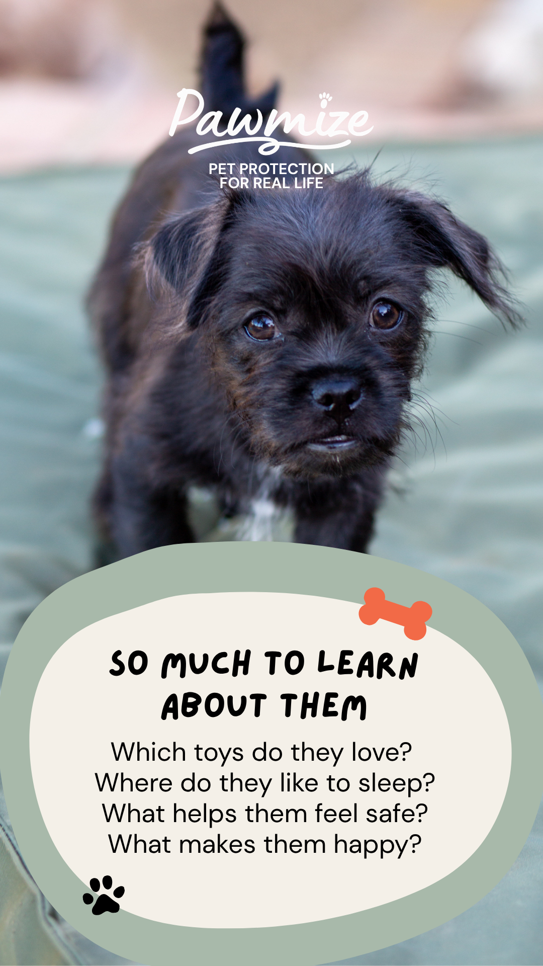 Pawmize educational Story 6