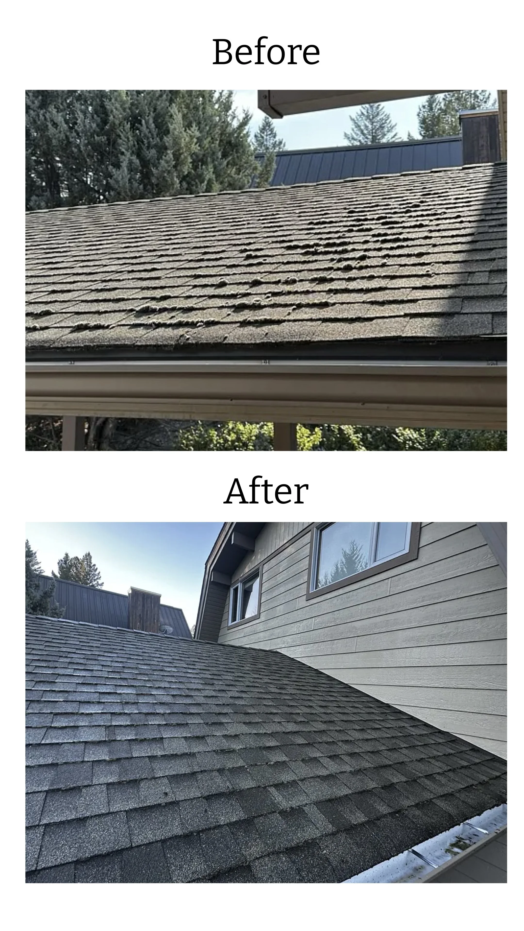 Before and one-week follow-up comparison showing moss die-off after roof treatment in Windermere, British Columbia