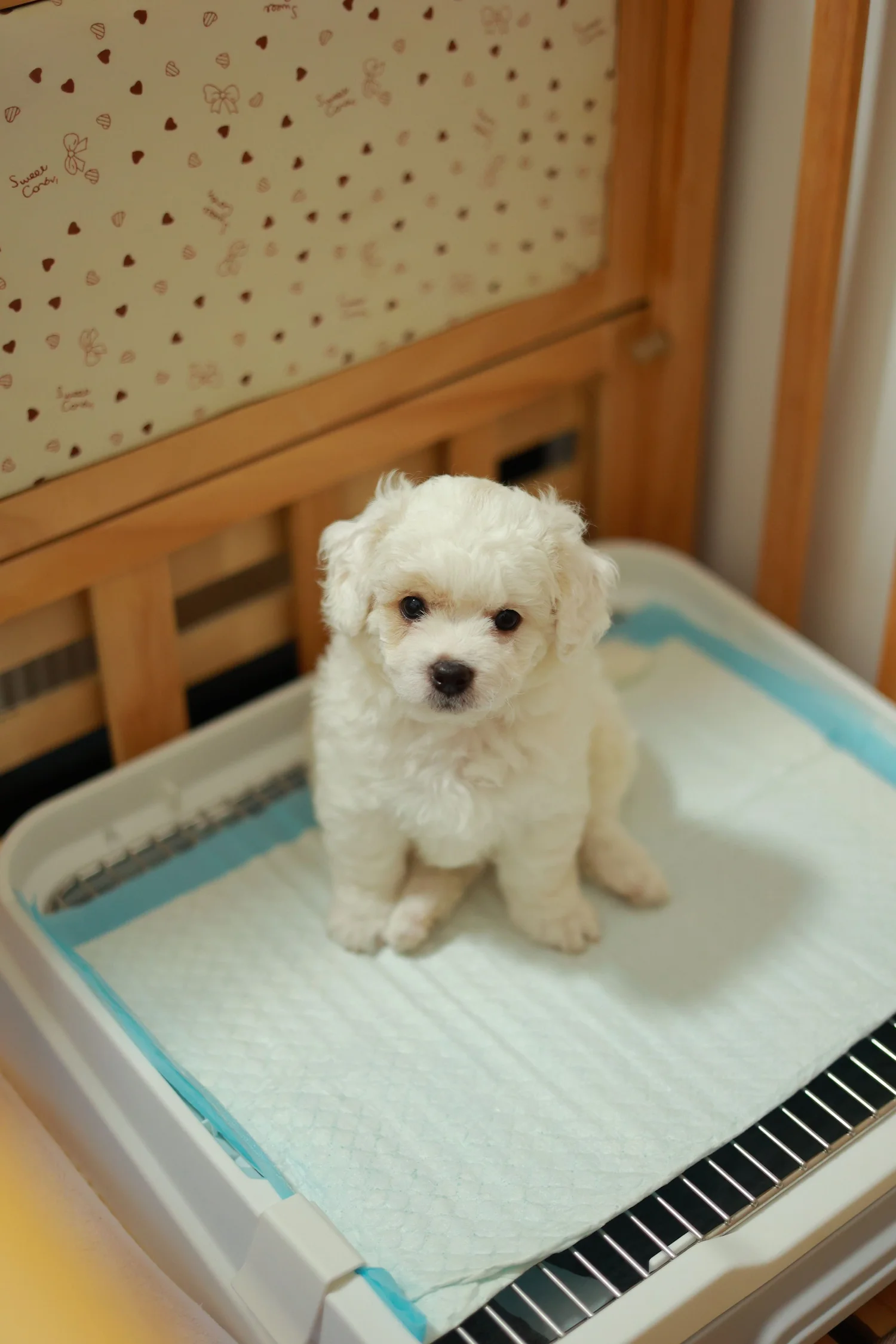 Puppy sitting on a puppy pad in an indoor toilet training tray