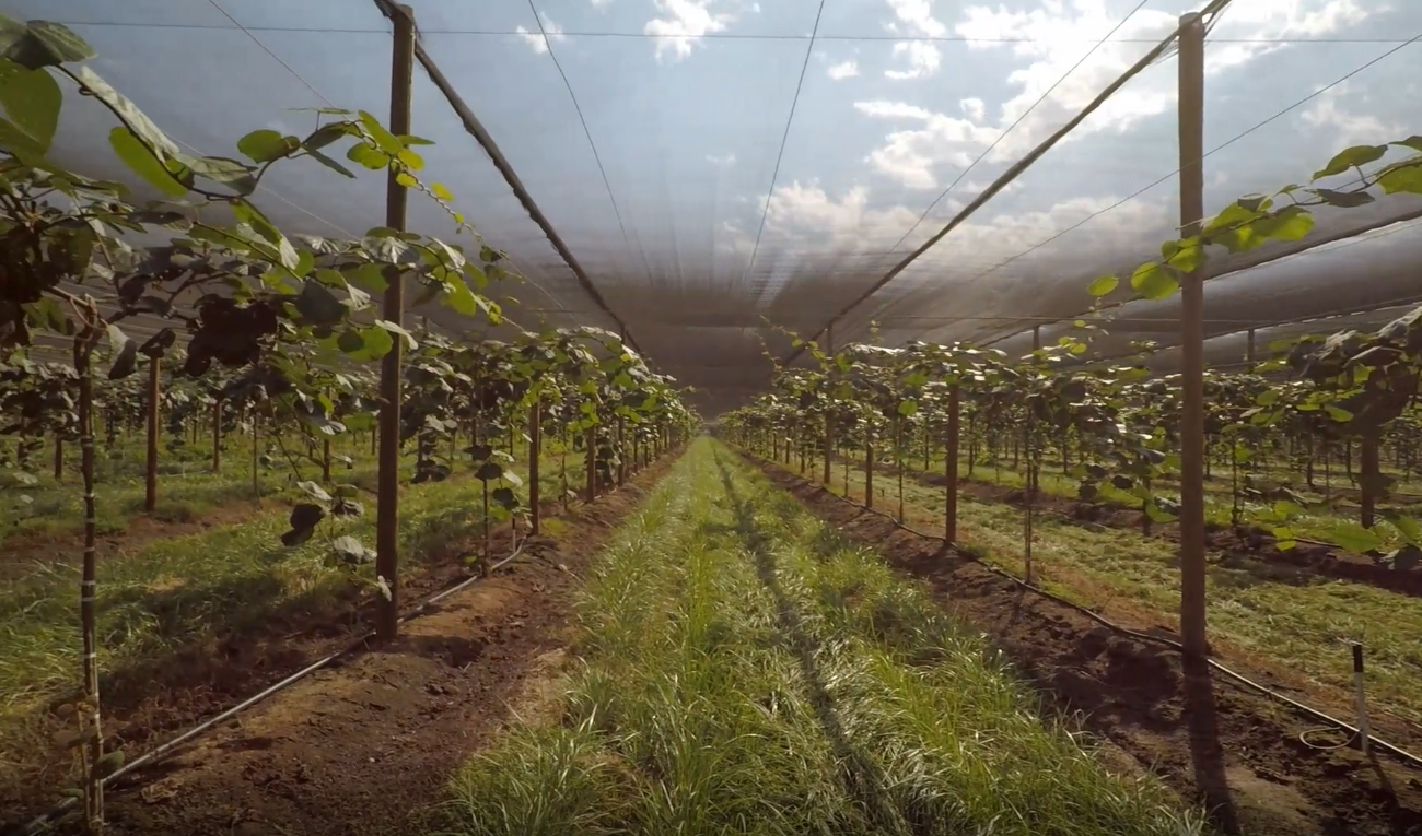 Vineyard rows with protective overhead netting for crop protection