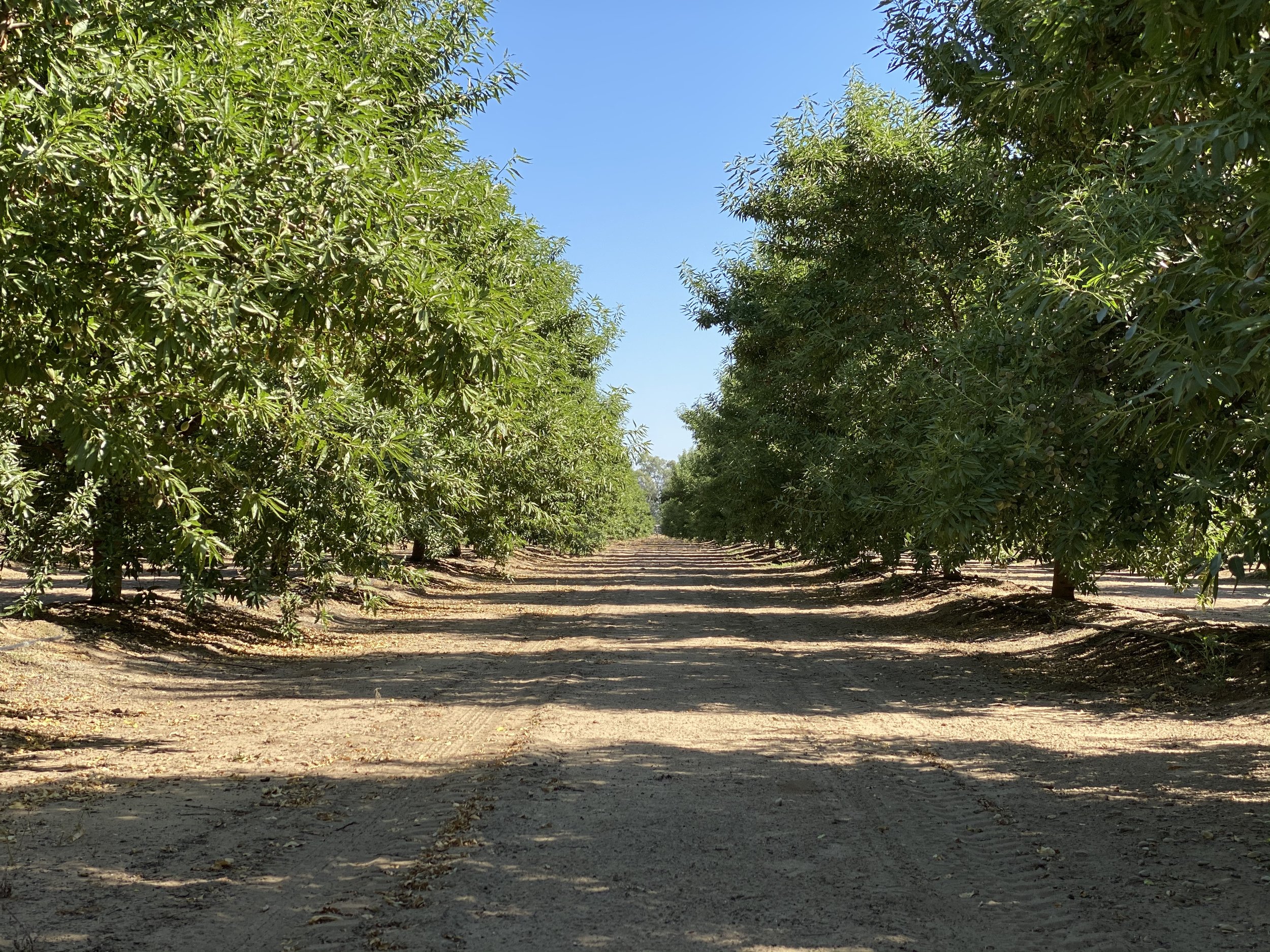 Almond orchard rows in the Central Valley