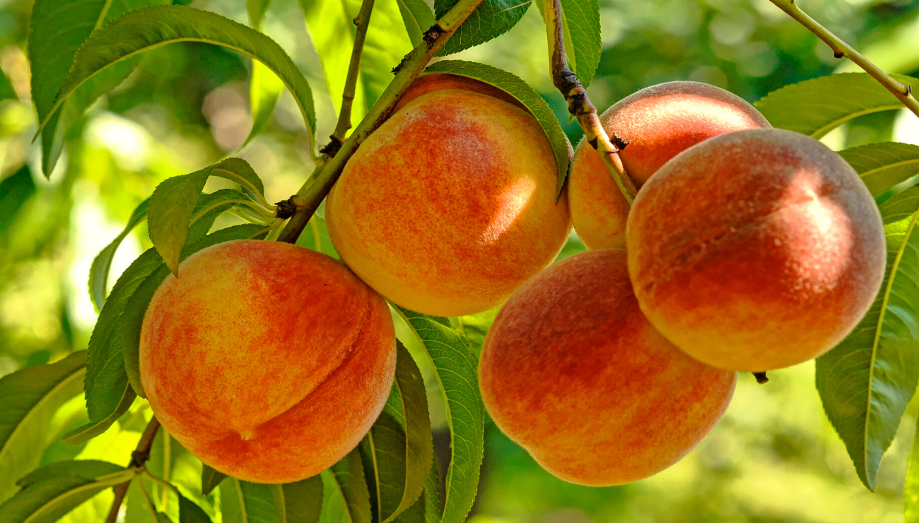 Peaches ripening on a limb
