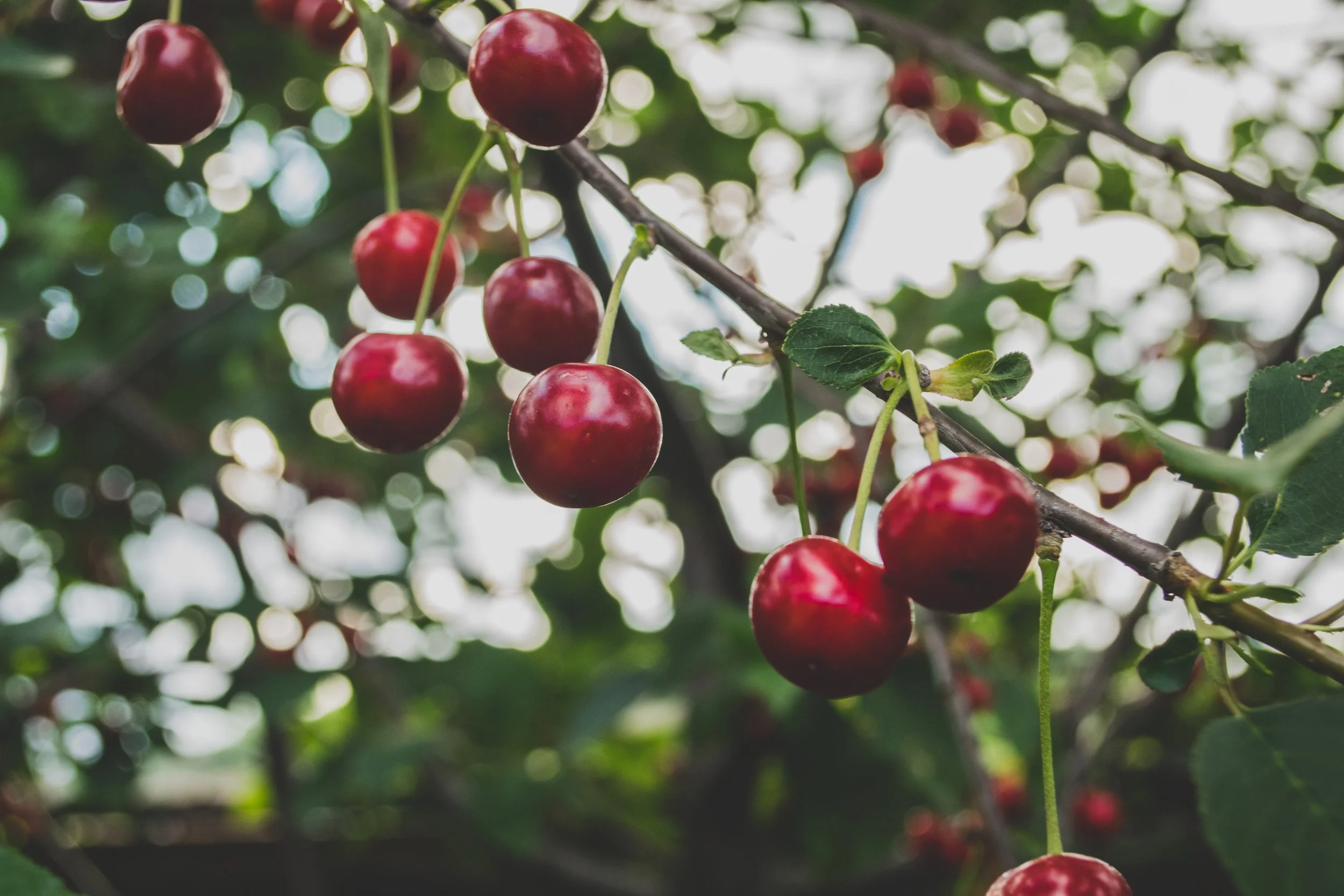 Cherries ripening on a limb