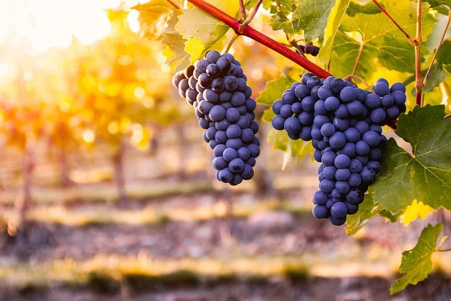 Purple grapes with sun shining through the vine