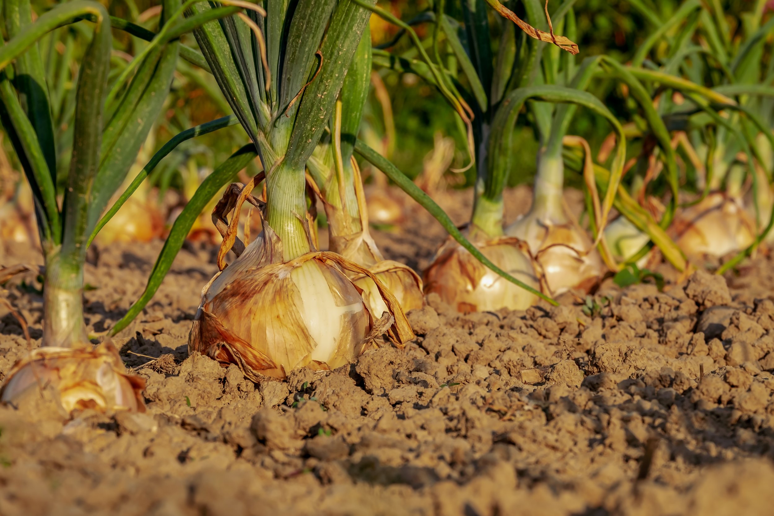 Fresh onions harvested from the field