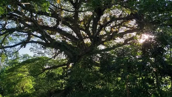 The century-old clustered acacia trees lining the walk at Albasan Elementary School, Numancia