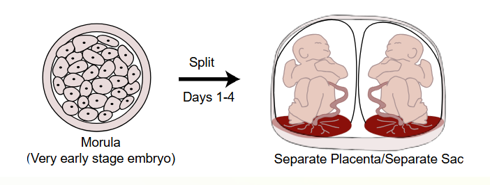 Diagram showing how a morula splits in days 1-4 to form identical twins with separate placentas and separate sacs