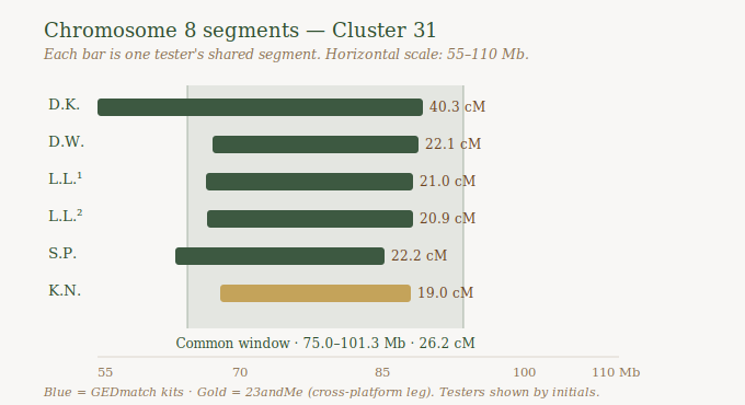 Bar chart of chromosome 8 segments for five Cluster 31 members plus one 23andMe match, showing a common overlapping window from about 75 to 101 megabases