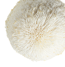 Lion's Mane
