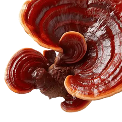 Reishi / Lingzhi