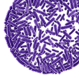 Prebiotics