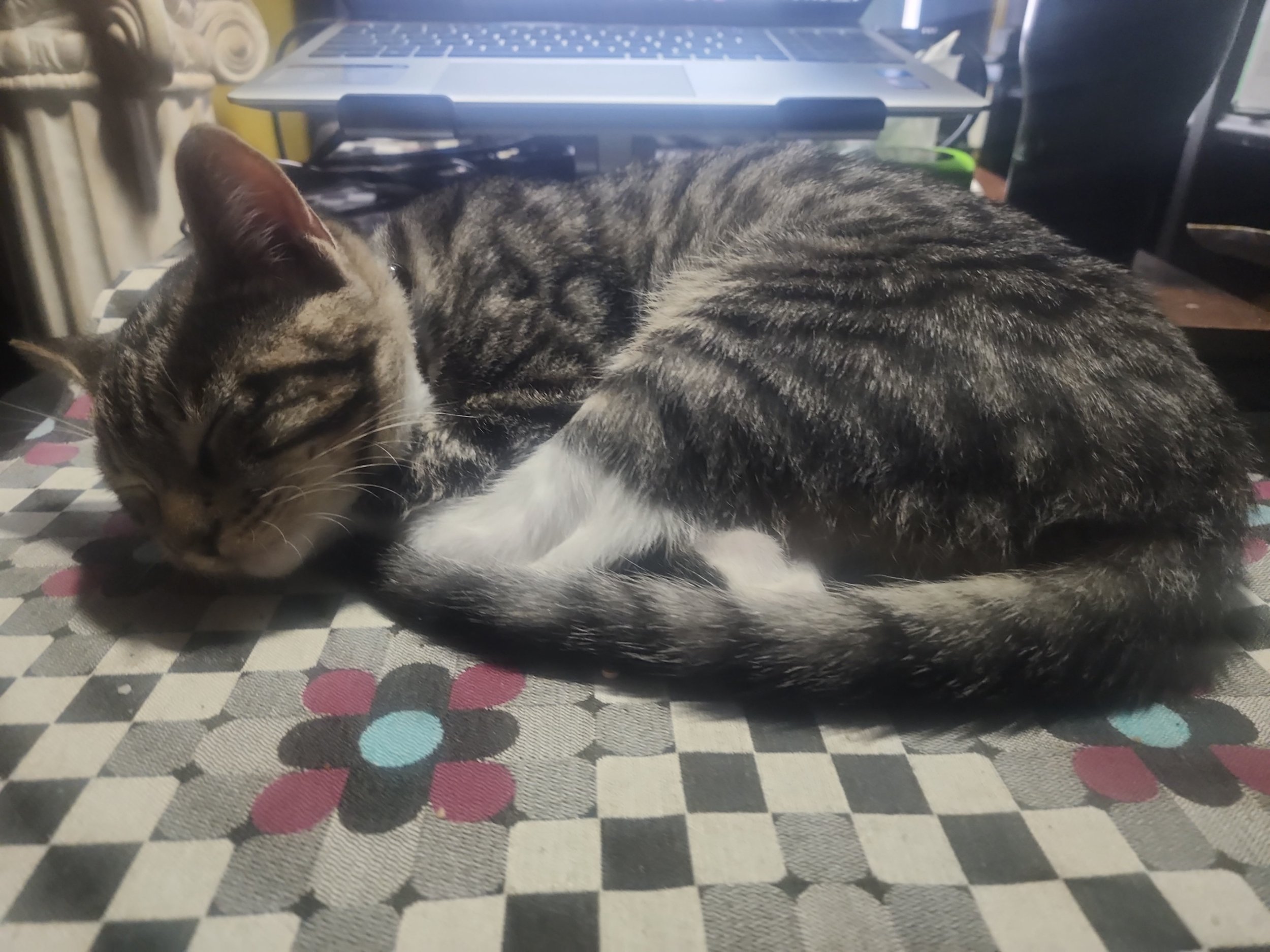 Porthos wedged between the computers — a quiet presence in the glow