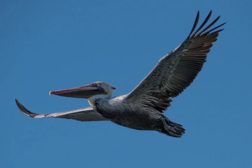 The locals watching the races