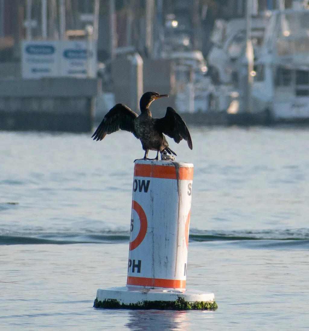 The locals watching the races