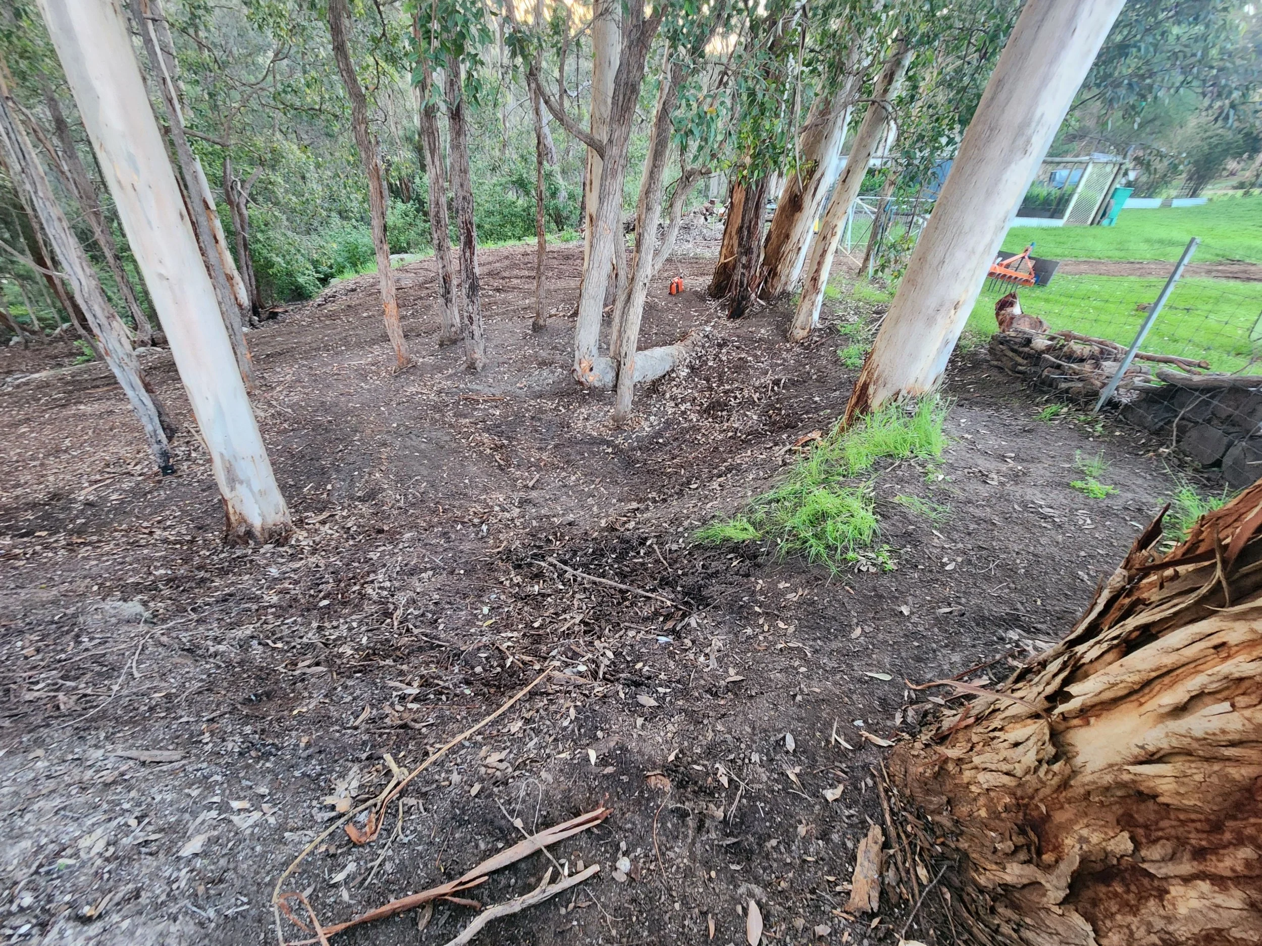 Understorey mulched beneath mature gum trees with the trees retained, ARC11, Great Southern WA