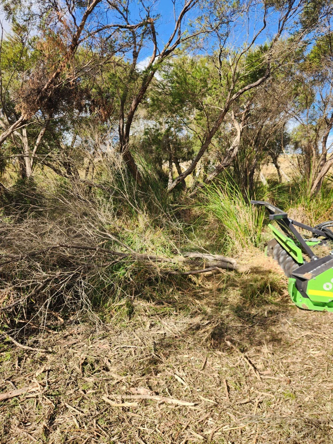 Dense woody scrub and regrowth managed by ARC11 — forestry mulching for the Warren-Blackwood