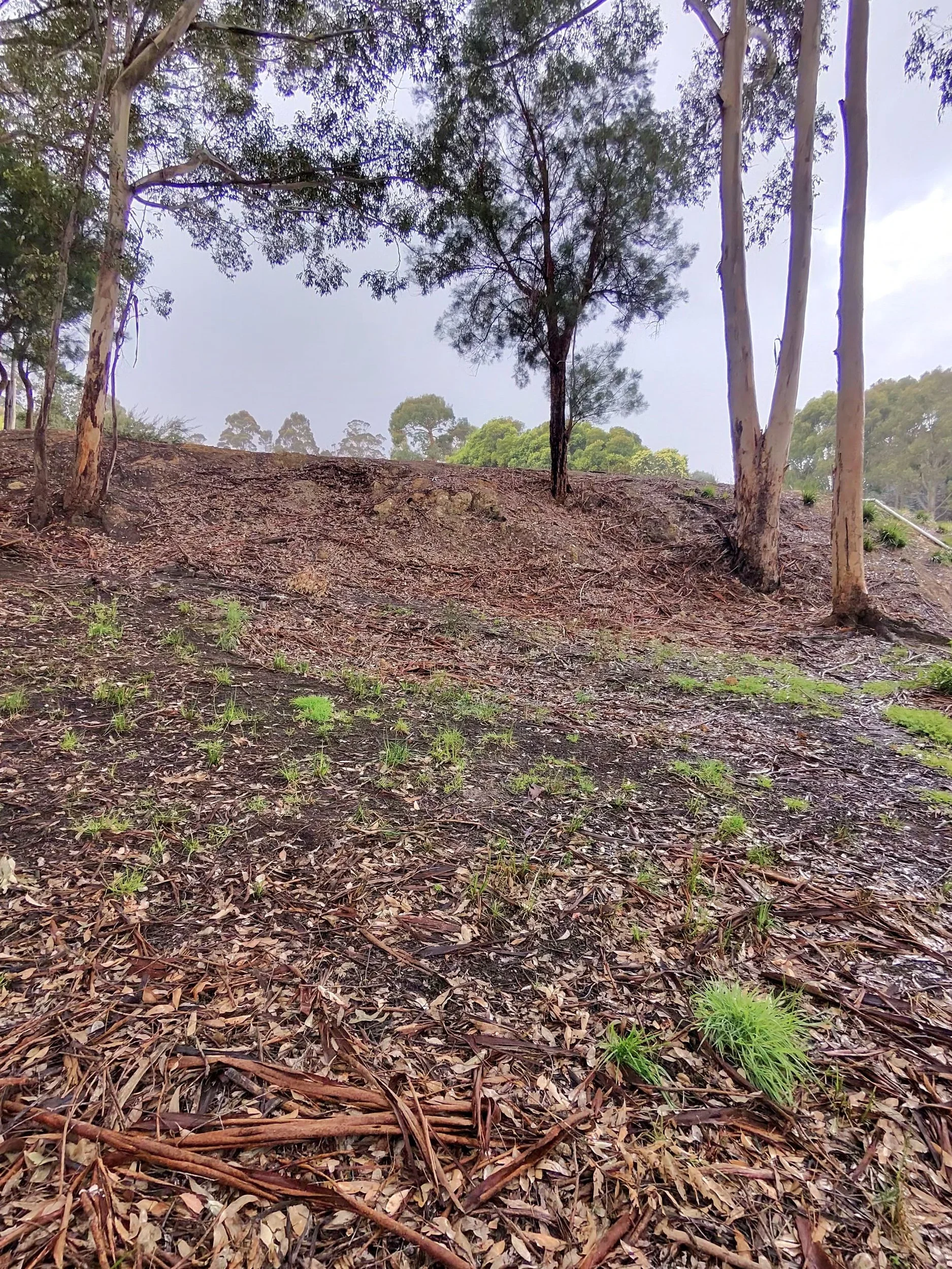 Steep bank before ARC11 started: leaf litter, fallen bark and scrub under the gums, Great Southern WA