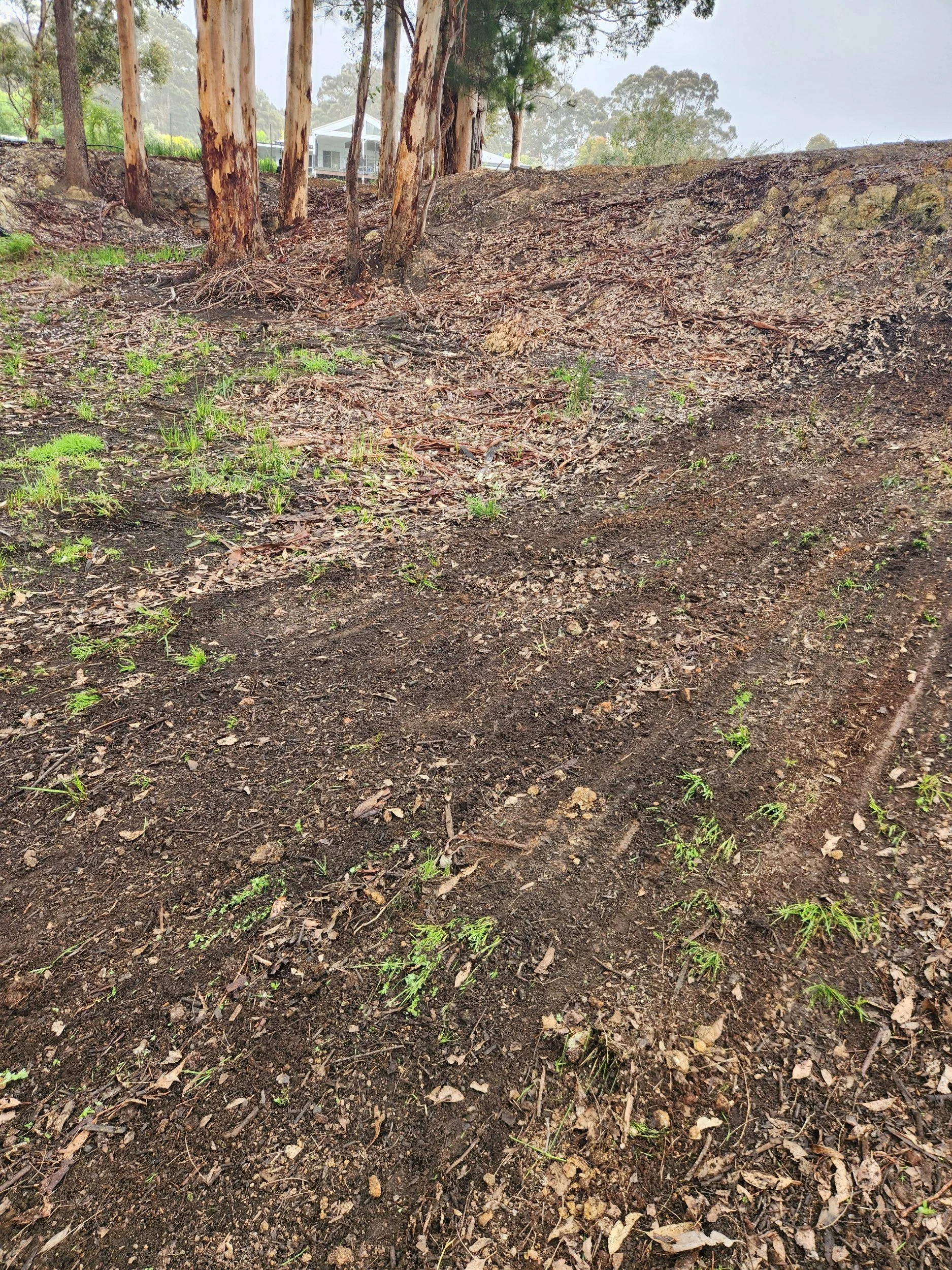 Embankment after ARC11 mulching, with ground cover returning and the trees kept, Great Southern WA