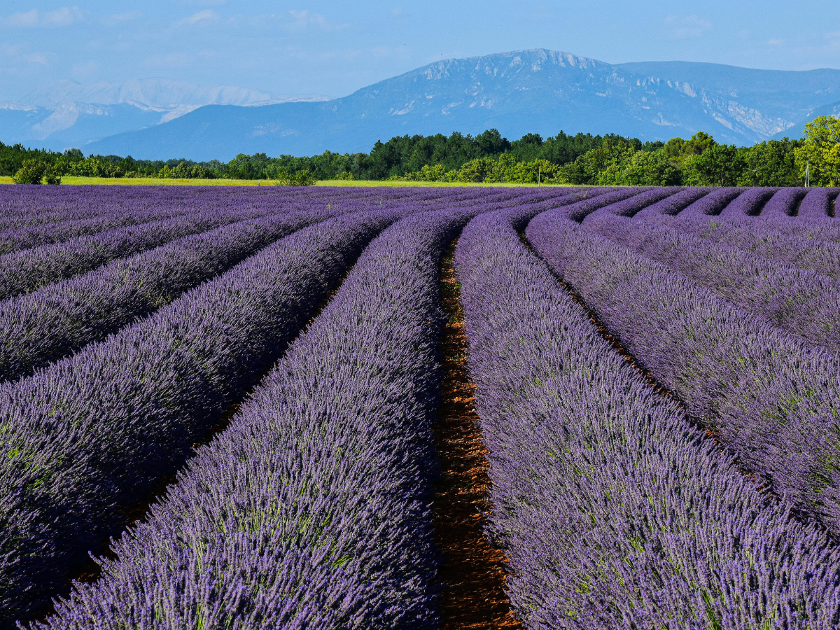 South of France honeymoon itinerary Provence