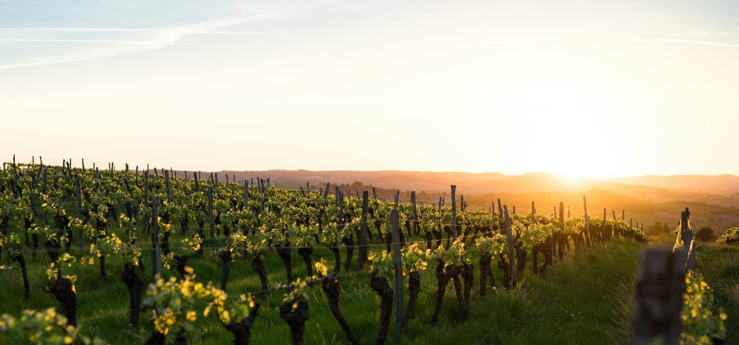 Rows of Champagne vineyards outside Reims lit by late-afternoon sun