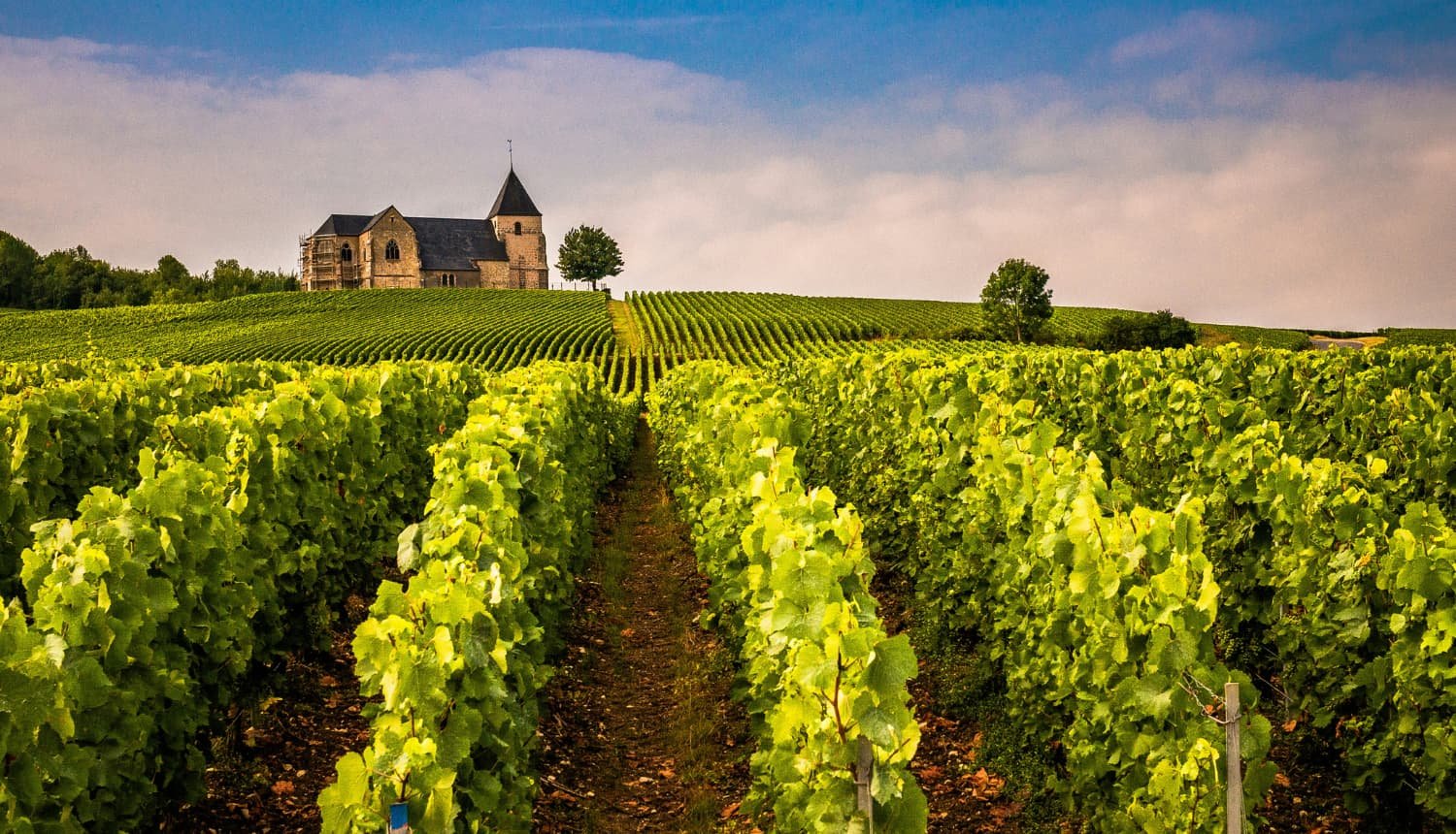 Champagne chalk cellars and vineyard — grower Champagne country, Côte des Blancs