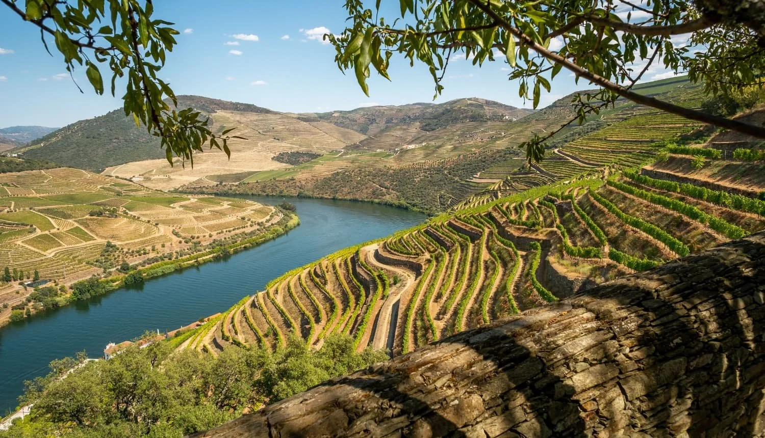 Terraced schist vineyards of the Douro Valley falling toward a bend in the river in late afternoon light