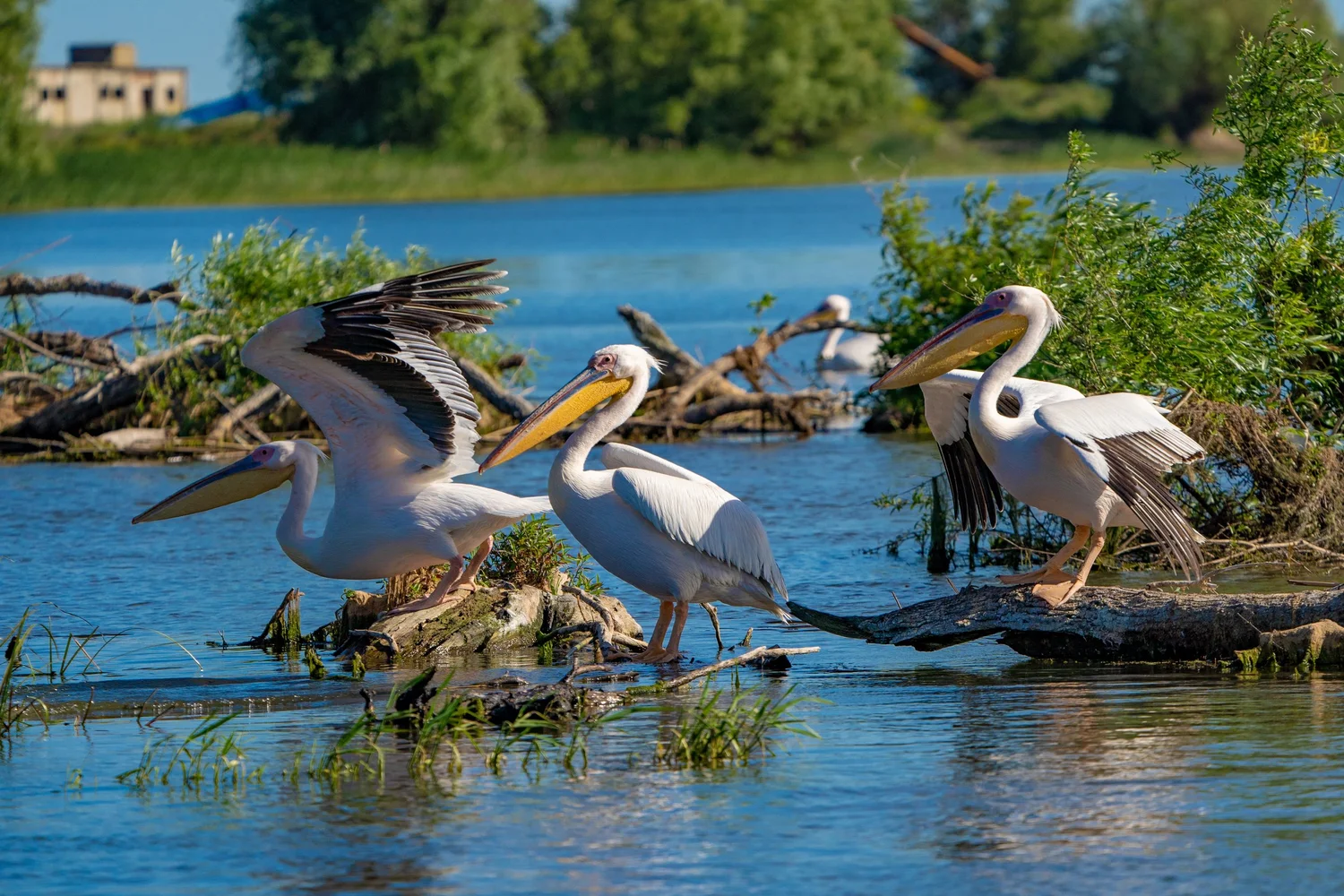 Danube Delta Romania wildlife
