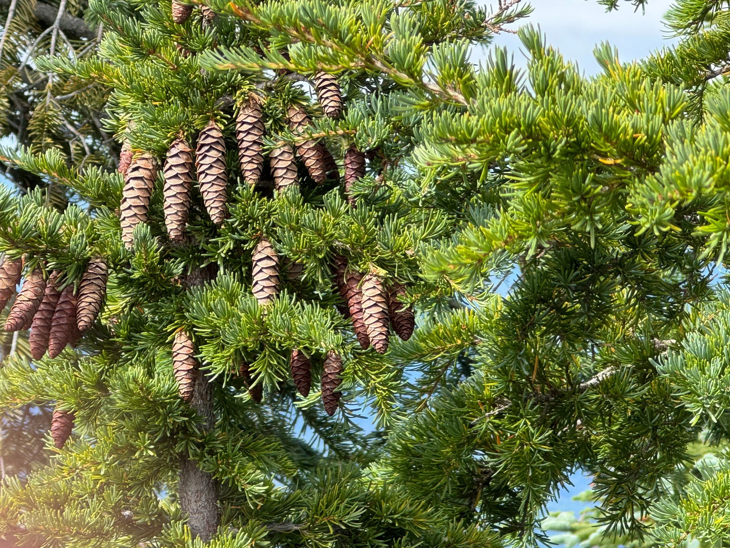 Mountain hemlock branch with needles arranged around the twig and small hanging cones.